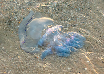 Wall Mural - Jellyfish on the seashore at sunset