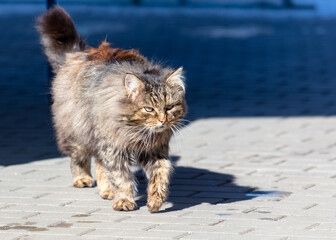 Poster - The cat walks along the paving slabs