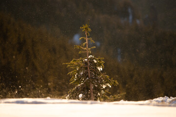 Wall Mural - Christmas background with fir tree in snowstorm in sunrise.