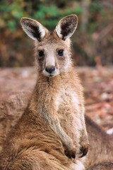 Canvas Print - Port Arthur, Tasmania, Australia