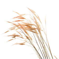 Wall Mural - Closeup of wild grass isolated on transparent or white background