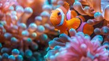 The warm, tropical waters of Guam, USA, are home to pink anemone fish among a patch of blue anemones.