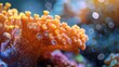 The tiny polyps on the coral Montipora sps in the aquarium were taken at close range