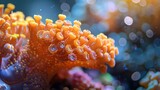 Fototapeta  - The tiny polyps on the coral Montipora sps in the aquarium were taken at close range