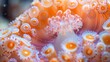 © DZMITRY - Images of marine life and sea life macros for backgrounds