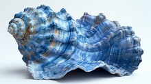 White Background With Blue Sea Shells