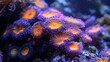 This is a colony of saltwater zoanthids that are multicolored.