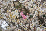 Fototapeta  - 白い花の中にポツンとピンク色の花が咲いた梅