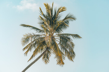 Wall Mural - Happy summer vacation. Inspire mood of tropical palm trees sunlight on sky background. Outdoor sunset exotic foliage closeup nature landscape. Coconut palm trees shining sun over bright sky panorama