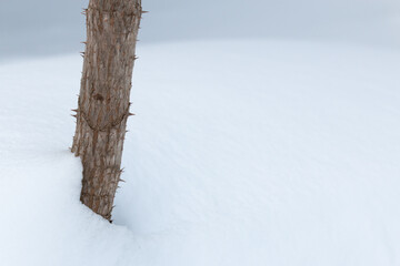 Wall Mural - thorny plant stem in growing fresh white winter snow