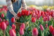 A woman gardener picks red tulip flowers in the spring garden and puts the flowers in a basket