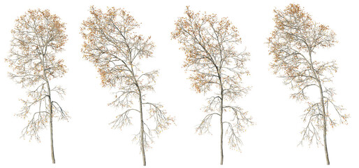 Wall Mural - Isolated trees gardening,Ash tree on transparent background.3d rendering PNG