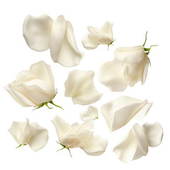  white rose petals isolated on transparent background