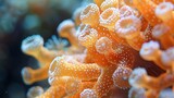 Fototapeta  - In a saltwater aquarium, a macro photo shows tiny polyps of Montipora sps coral