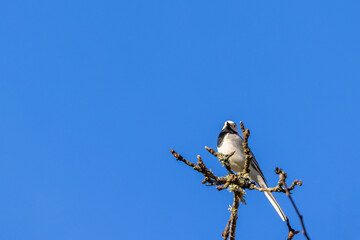 Sticker - White wagtail in a treetop at spring