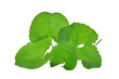 green leaves of centella asiatica, asiatic pennywort,(centella asiatica (linn.) urban.) tropical herb isolated,png