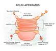 Golgi body/ Golgi apparatus