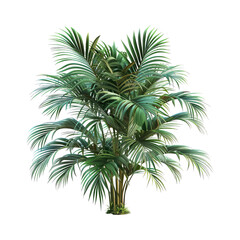  palm tree with large flat leaves isolated on transparent background