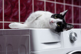 Fototapeta  - Czarnobiały kot domowy leży na pralce