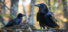 An Adult Raven With Its Chick In A Nest, Amidst Autumn Leaves.