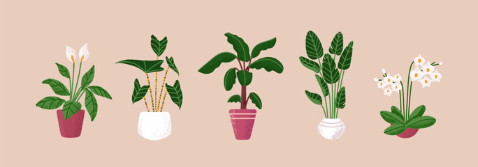 Different houseplants set. Various home plants in pots: banana tree, peace lily, orchid, ficus, alocasia. Exotic flowers in ceramic flowerpot. Floral interior decor. Flat isolated vector illustration