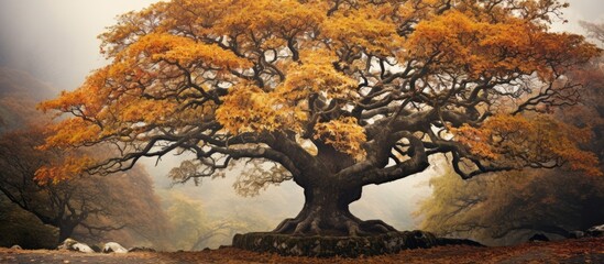 Wall Mural - Majestic Sycamore Tree with Golden Autumn Foliage Standing Tall in the Forest