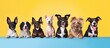 Diverse Group of Cute Dogs Posing on Colorful Table for an Adorable Photoshoot