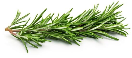 Poster - Aromatic Rosemary Herb Plant Isolated on White Background for Culinary and Herbal Concepts