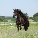 Fototapeta Konie - Amazing friesian mare running on pasturage
