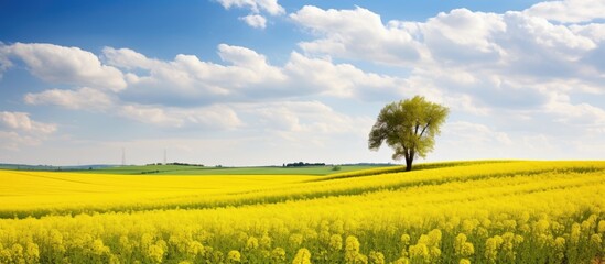 Canvas Print - Vibrant Yellow Flowers Blanketing a Lush Spring Field Under Clear Blue Sky