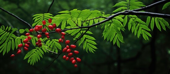 Wall Mural - Vibrant Red Berries Adorning a Branch in the Lush Green Forest Canopy
