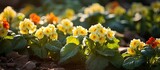 Fototapeta Zachód słońca - Vibrant Primula Veris Primroses Brighten Up the Flowerbed