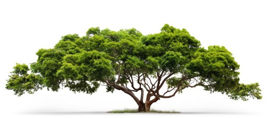 Leinwandbilder - Lush Green Tree Standing Tall on a Clean White Background - Nature's Essence Captured