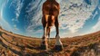 Back view of a horse  against the sky. An unusual look at animals. 