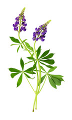 Wall Mural - Lupinus polyphyllus purple flowers and green leaves isolated on white or transparent background