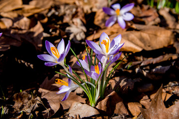 Wall Mural - spring crocus violet flowers in the garden in autumn leaves on sunny day 