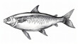 Handdrawn sprat. Realistic drawing of sea fish.