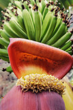 Fototapeta  - kwiat bananowca