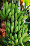 Fototapeta  - zielone banany