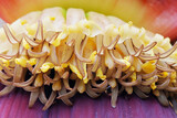 Fototapeta  - kwiat bananu
