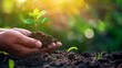 Farmers' hands nourishing a tree on fertile soil, with bokeh background / protecting nature / nurturing baby plants / Earth day concept