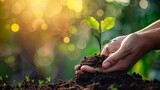 Fototapeta  - An image of farmer hands planting and nurturing a tree on fertile soil against a green and yellow bokeh background. Protect nature.