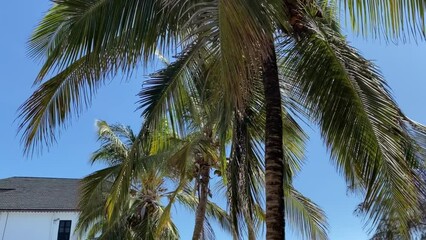 Wall Mural - Tall palm trees sway in the breeze in front of a white building with a blue sky.