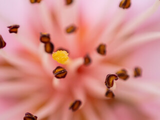 Flor, anteras de la flor con macro, macrofotografía (filamento de la flor)