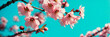 cherry blossoms in the garden. Selective focus.