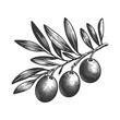 olive branch with ripe olives plant food sketch engraving generative ai raster illustration. Scratch board imitation. Black and white image.