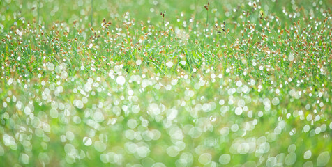 Wall Mural - Blurred background of fresh green grass with dew drops in the morning. Background of environment. Field landscape. Natural abstract background.