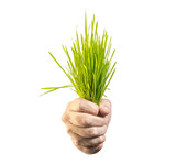 Fototapeta Mapy - hand holding a green grass isolated