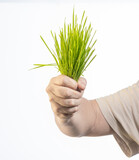Fototapeta Mapy - hands holding a green grass