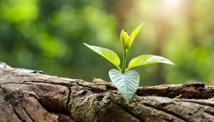 Wall Mural - renewal new seedling growing from old tree trunk